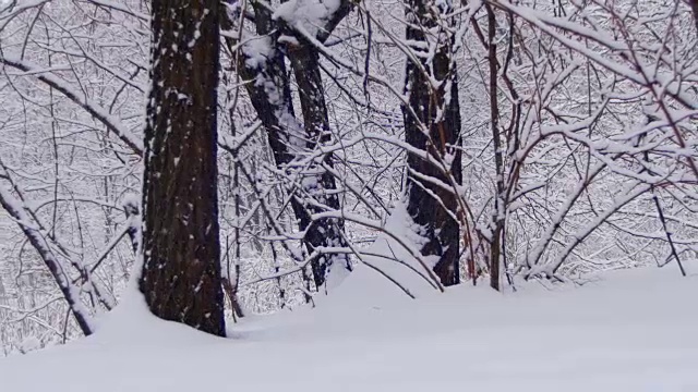冬天的森林与雪树视频素材