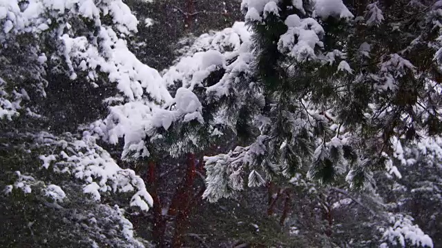 冬天飘落的松林和雪白的圣诞树视频素材
