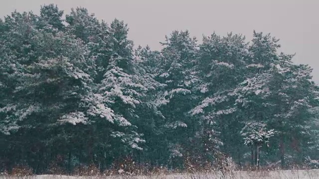 冬天的森林与下雪的圣诞树视频素材