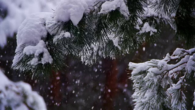 冬天飘落的松林和飘雪的圣诞树。慢动作视频素材