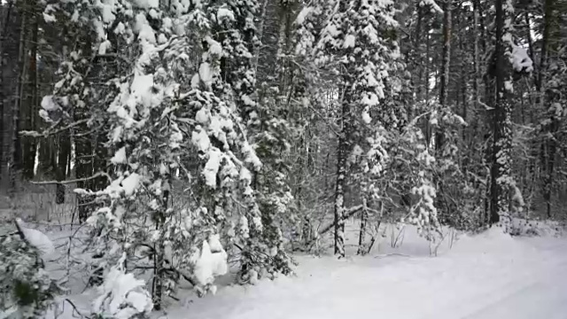 冬天走在白雪覆盖的松林里。视频素材