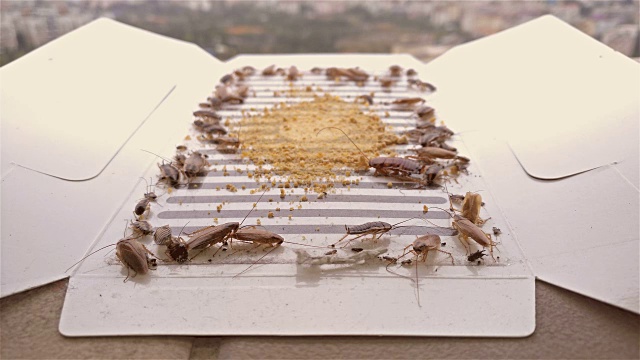 许多蟑螂的特写都被贴纸或带有4K诱饵的捕虫器抓住了视频素材