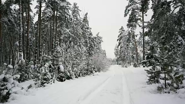 冬天走在白雪覆盖的森林里的路上。视频素材