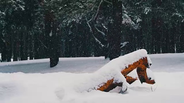 冬季松林背景与积雪的原木视频素材