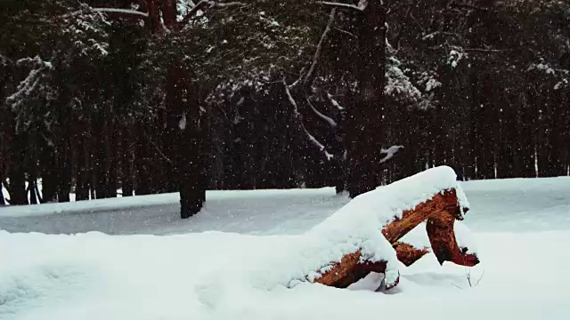 下雪的背景在冬天松林与下雪的圣诞树视频素材