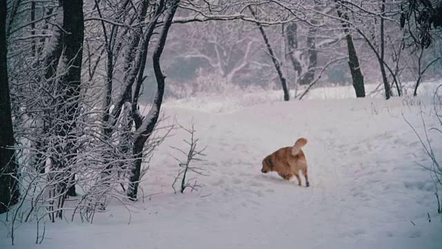 在冬季森林的小路上奔跑的狗。慢动作视频素材