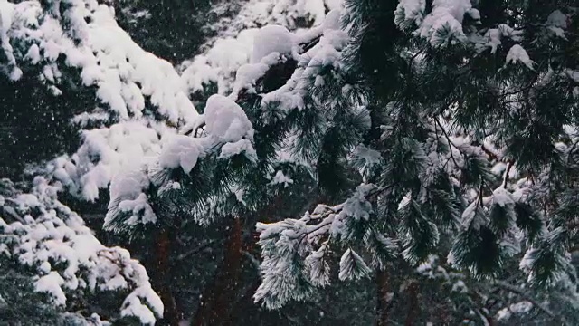 冬天飘落的松林和飘雪的圣诞树视频素材