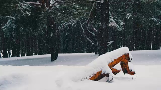 下雪的背景在冬天松林与下雪的圣诞树视频素材