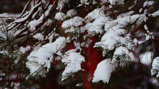 冬天的松林和雪白的圣诞树视频素材