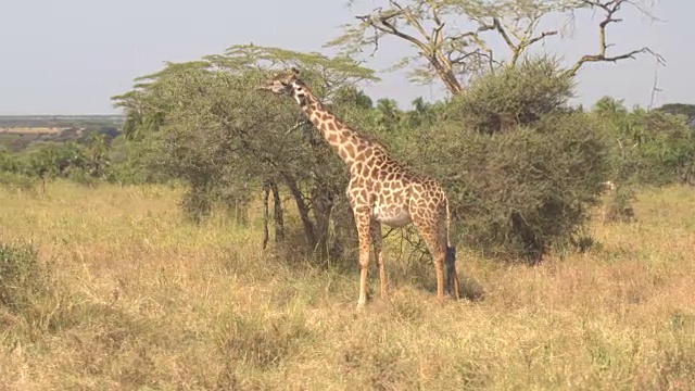 近距离观察:两只可爱的小长颈鹿正在吃金合欢树冠上的叶子视频下载