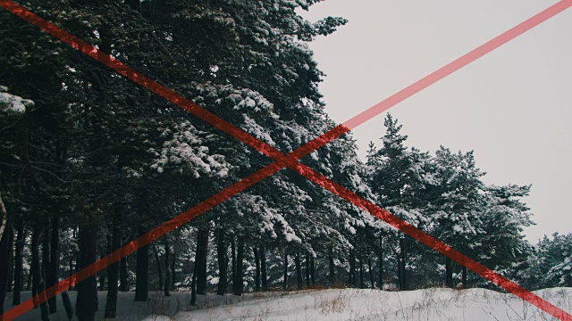 冬天的松林和雪白的圣诞树视频素材