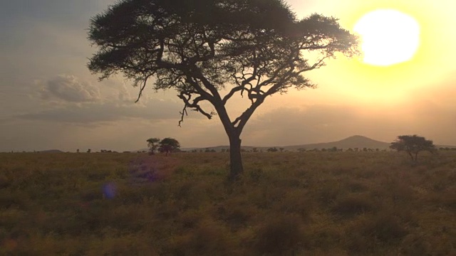 近距离观察:在非洲荒野中，大而茂盛的金合欢树映衬着金色的夕阳视频素材