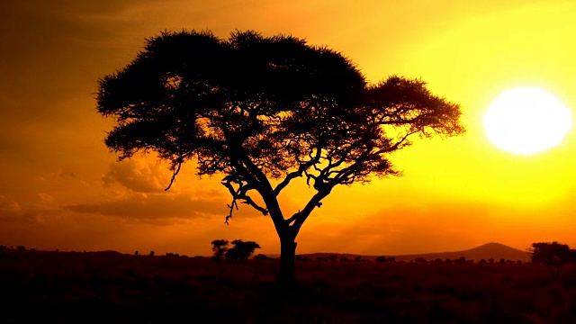 近距离观察:太阳从热带大草原的金合欢树后面升起视频素材