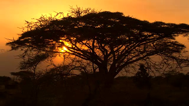 大槐树树冠的剪影在橙色的日落在热带大草原视频素材