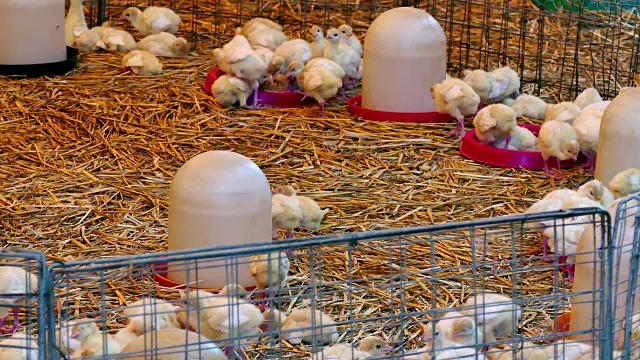 饲养火鸡的家禽农场视频下载