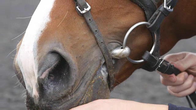 男性用手喂养和爱抚马的口鼻。人的手臂抚摸和抚摸马的脸。关爱动物。近距离视频素材