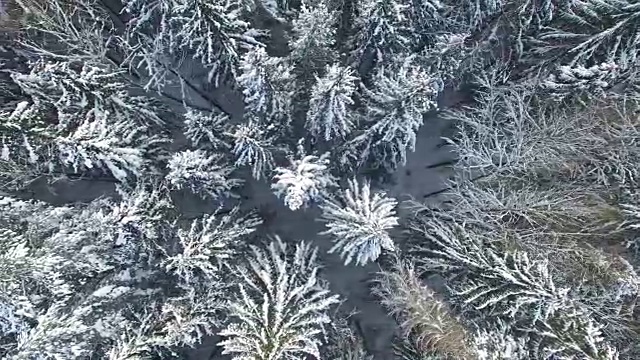 4 k。低空飞行上方积雪的冬季森林北部，鸟瞰图。视频下载
