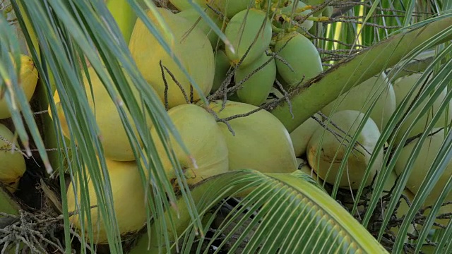 观赏黄绿色的椰子在椰子树上串着巨大的叶子视频下载
