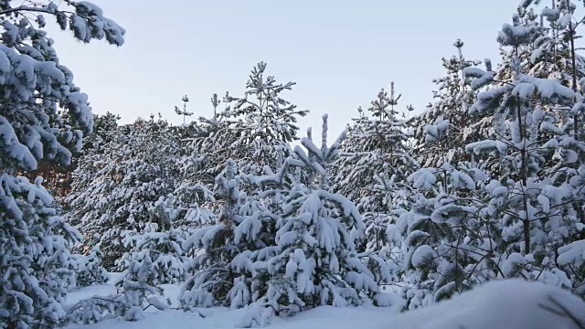 冰雪森林圣诞节视频素材