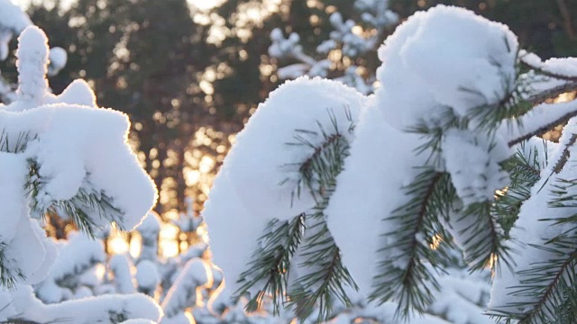 冬日的阳光穿过白雪覆盖的冷杉树枝视频素材
