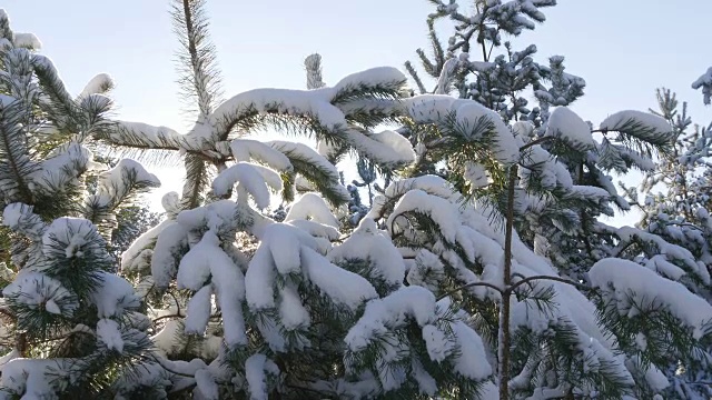 冬天的冷杉林在雪地里晒太阳视频素材