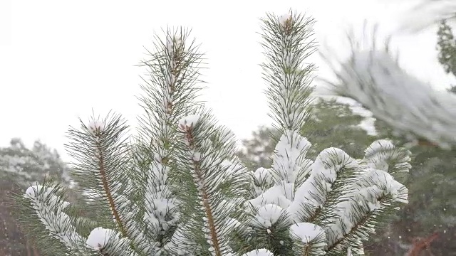 美丽的冷杉树上覆盖着白雪，近距离观看视频素材