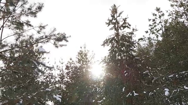 冬天的冷杉林在雪地里晒太阳视频素材