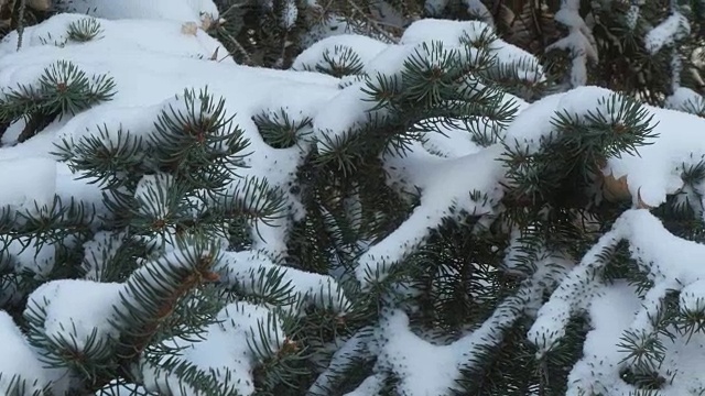 美丽的冷杉树上覆盖着白雪，近距离观看视频素材