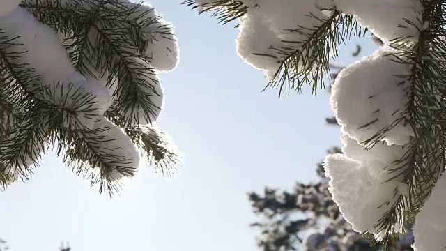 冬日的阳光穿过白雪覆盖的冷杉树枝视频素材