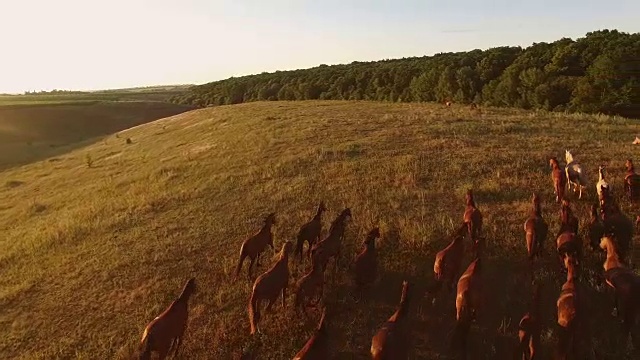 在草地上奔跑的马。视频素材