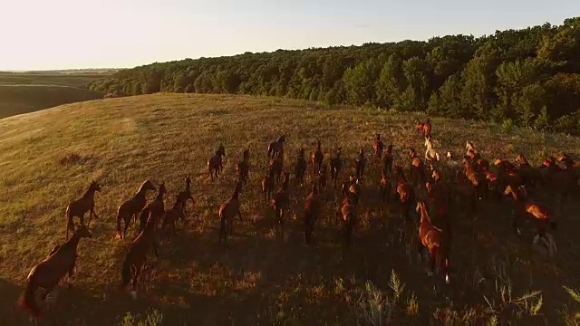 马群在奔跑。视频素材