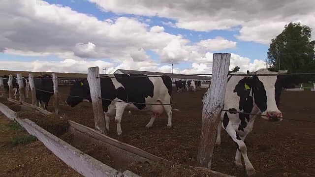 奶牛靠近篱笆。视频下载