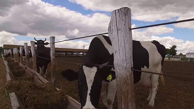 一群奶牛靠近栅栏。视频下载