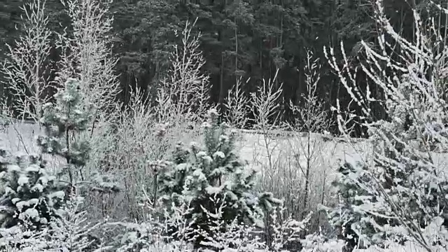 镜头在冬日的树林中移动。视频素材