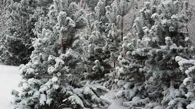 在冬天的树林里散步。视频素材