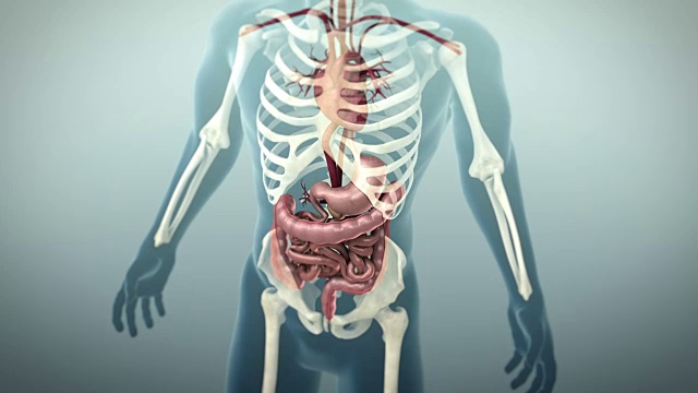 人胃肠道或胃肠道三维动画，4K超高清。视频下载