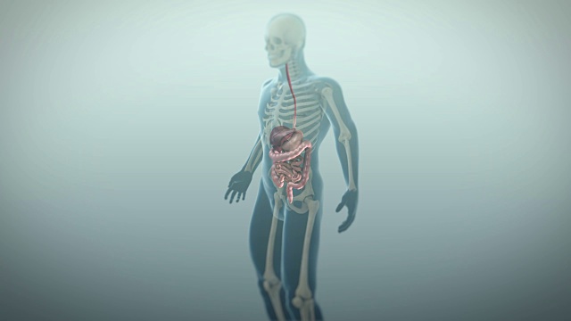 人胃肠道或胃肠道三维动画，4K超高清。视频素材