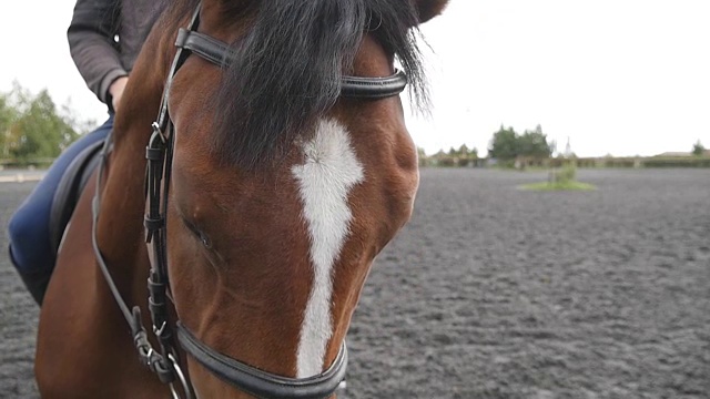 马的嘴部或头部靠近笼头。脸部的棕色骏马和眼睛在特写与鬃毛细节。骑师骑坐。慢动作视频素材