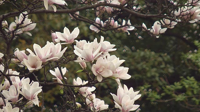 木兰树开花视频素材