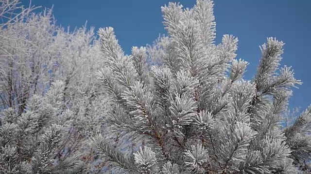 冷冻树针视频下载