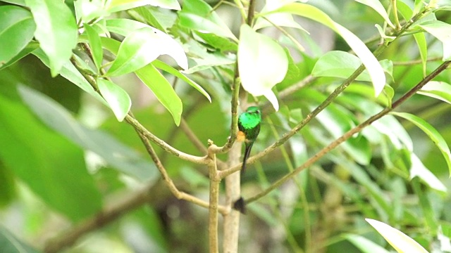 植物上昆虫特写镜头视频下载