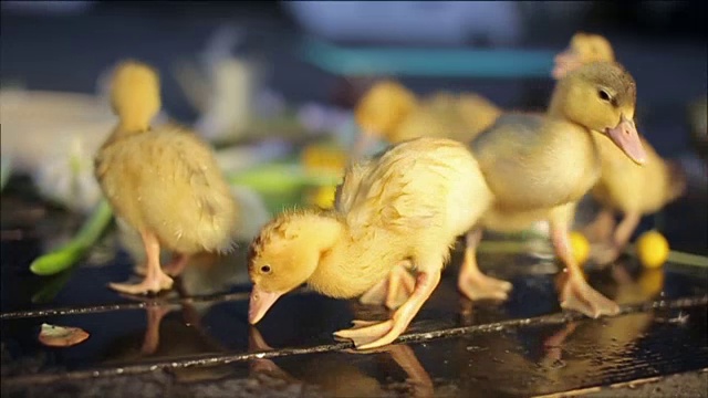 小鸭子在水里滴水视频素材
