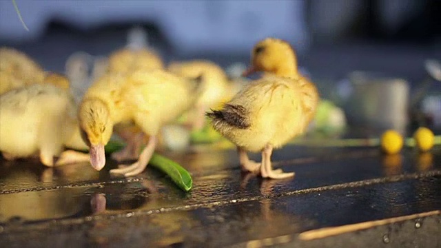 小鸭子们在享受水滴视频素材