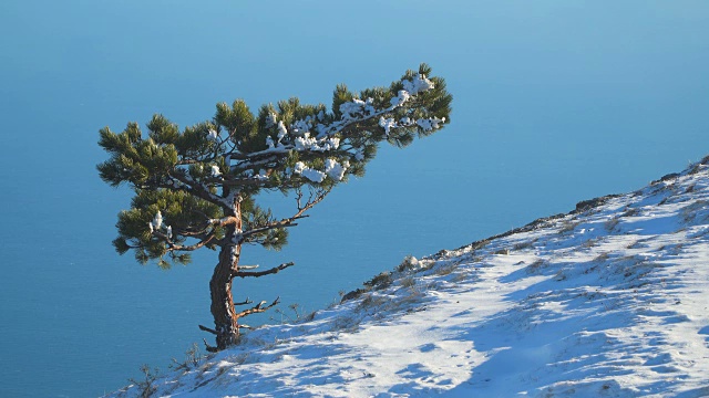 松树在雪山的边缘视频素材