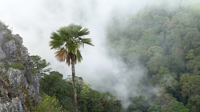 云朵飘过棕榈树和山脉视频素材