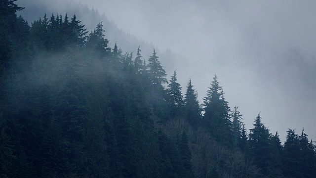 雾在森林中移动视频下载