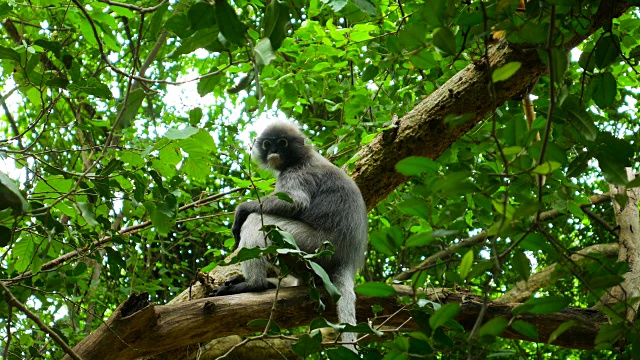 美丽的暗叶猴坐在热带雨林的树上视频素材