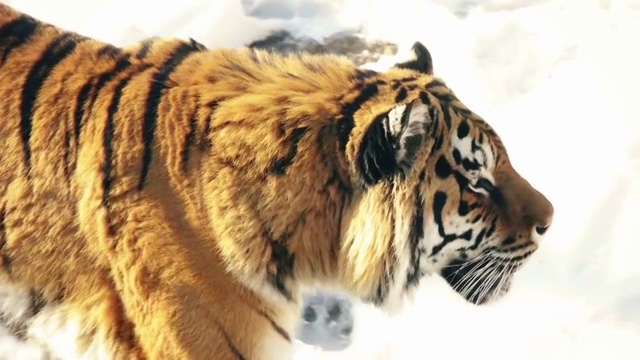东北虎在雪地上行走视频素材