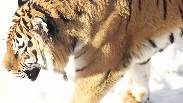 美丽的西伯利亚虎在雪地上行走视频下载