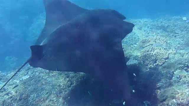 蝠鲼在印度洋游泳，野生动物视频素材
